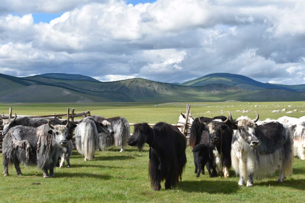 Yaks graze in modern day Mongolia. Image credit: Alicia Ventresca-Miller 
