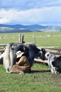 Yaks graze in modern day Mongolia. Image credit: Alicia Ventresca-Miller 
