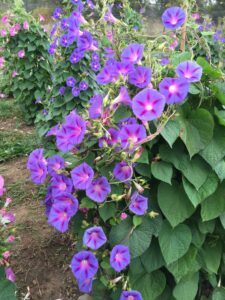 Experimental morning glories growing at U-M's Matthaei Botanical Gardens. Image credit: Regina Baucom