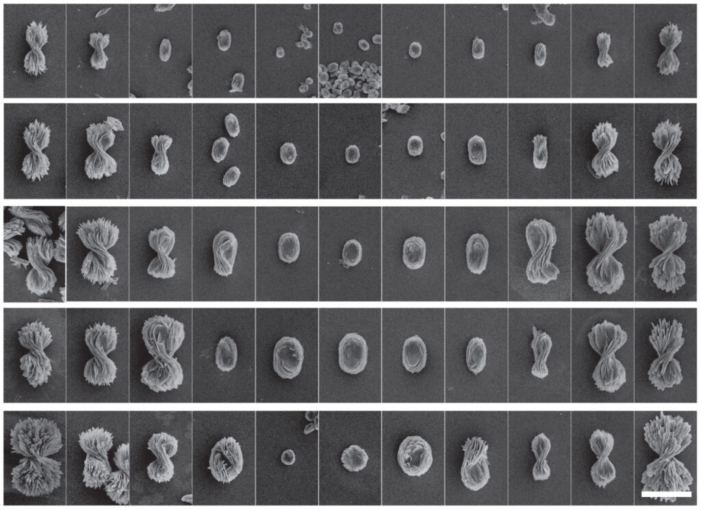 An array of different growth conditions, spanning from left-handed twists made with only left-handed cystine to flat pancakes made with a 50-50 mix to right-handed twists made only with right-handed cystine. The ability to control the degree of twist in a curling, nanostructured material could be a useful new tool in chemistry and machine vision. Image credit: Prashant Kumar, Kotov Lab, University of Michigan.
