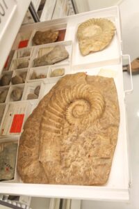 Fossils of ancient shelled relatives of octopuses and squids in the collection of the University of Michigan Museum of Paleontology. These specimens are mentioned or illustrated in the scientific literature, and are just a few of over the 3 million fossils of animals without backbones in the museum's collection. Image credit: University of Michigan Museum of Paleontology