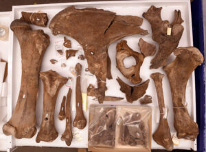 Drawer containing the bones of a mastodon, an extinct relative of today's elephants. The University of Michigan Museum of Paleontology holds extensive collections of Ice Age mammals, including mastodons, from the Great Lakes region. Image credit: University of Michigan Museum of Paleontology