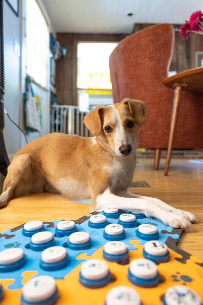 Parker uses dozens of buttons on the floor with pre-recorded words and phrases to communicate. (Patrick Wood)