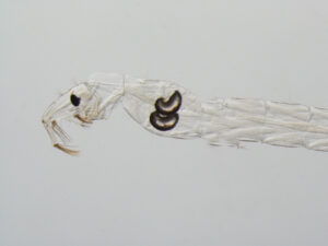 When phantom midge larvae attack water fleas and other small crustaceans, the catching basket extends outward and then quickly contracts, pushing prey toward the predator's waiting mouth. Microscope image shows an extended catching basket. Image credit: Meghan Duffy, University of Michigan.