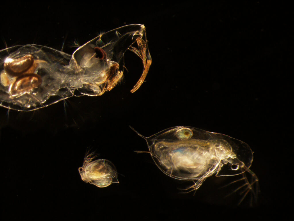 Microscope image showing a phantom midge larva (genus Chaoborus), top left, preying on a Daphnia dentifera water flea, bottom right.  Chaoborus is a fierce predator with a complex "catching basket" on its head for quickly trapping small crustaceans like water fleas. Image credit: Meghan Duffy, University of Michigan.
