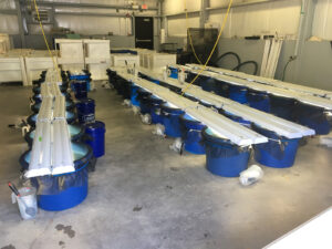 The experimental setup used to test the healthy herds hypothesis involved 48 tanks called mesocosms. Each 20-gallon tank contained populations of tiny crustaceans called Daphnia dentifera, along with predatory fly larvae and a virulent fungal parasite. Each tank also contained nutrients and green algae. Image credit: Laura Lopez.