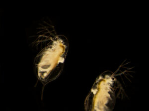Microscope image of two Daphnia dentifera water fleas infected with a fungal parasite. A dominant zooplankton species in lakes across the Midwest, Daphnia dentifera are about the size of a poppy seed. They become infected by ingesting fungal spores while grazing. Image credit: Meghan Duffy, University of Michigan.