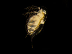 Microscope image of a Daphnia dentifera water flea infected with the fungal parasite Metschnikowia bicuspidata. A University of Michigan-led study found that while high predation levels reduced parasitism in Daphnia, populations of those tiny crustaceans were often dramatically reduced–an outcome that does not support the healthy herds hypothesis. Image credit: Meghan Duffy, University of Michigan.
