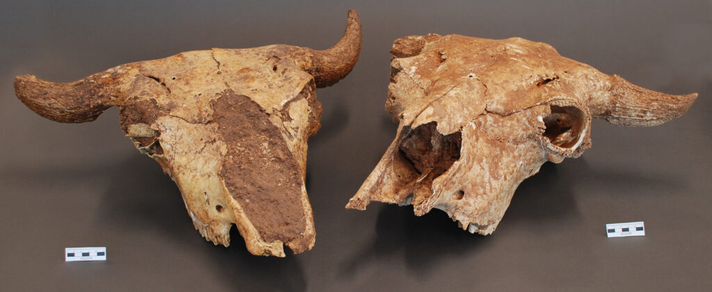 mage courtesy: University of Michigan Museum of Anthropological Archaeology
Bison skulls excavated from an archaeological site near Roswell, New Mexico. Pictured are objects 83209 a and b.