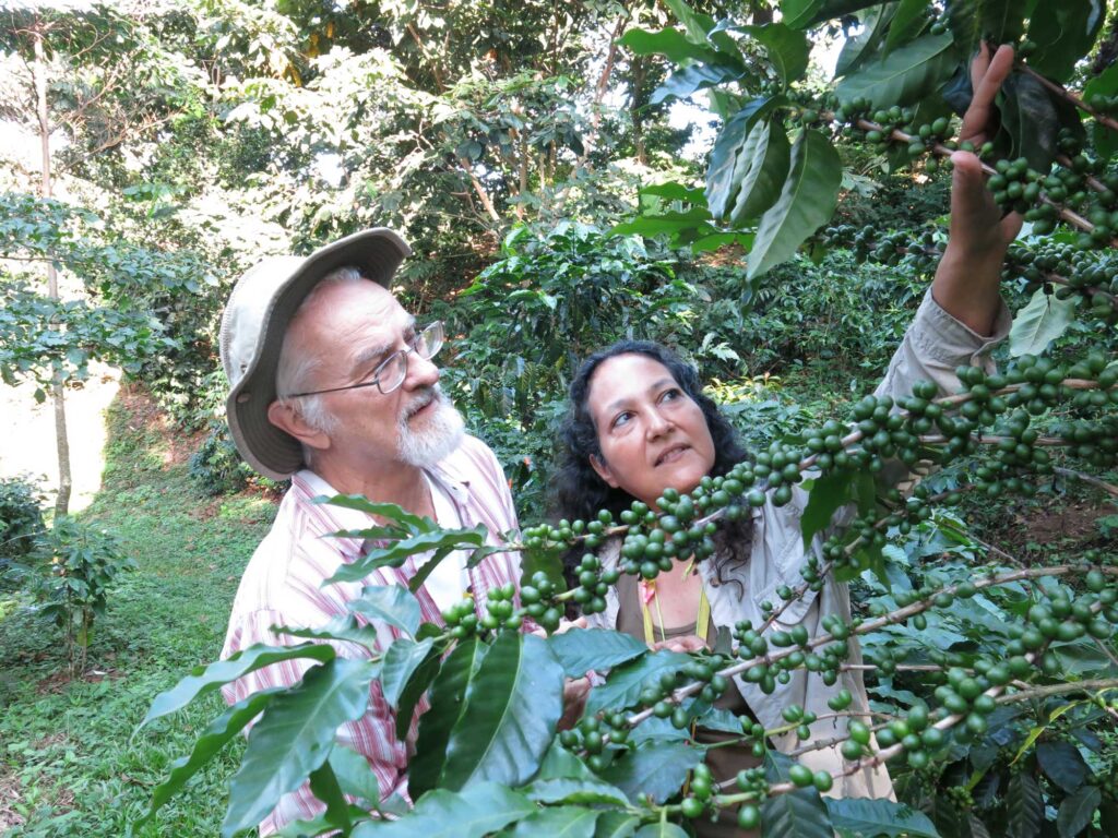University of Michigan ecologists John Vandermeer, left, and Ivette Perfecto at a coffee farm in Mexico. Vandermeer and Perfecto have spent more than 30 years investigating the interrelationships between biodiversity conservation, biological pest control, and food sovereignty at coffee farms in Mexico and Puerto Rico. Their new study in the Proceedings of the National Academy of Sciences examines competition within the ant community at a Puerto Rican coffee farm. Image credit: Levi Stroud