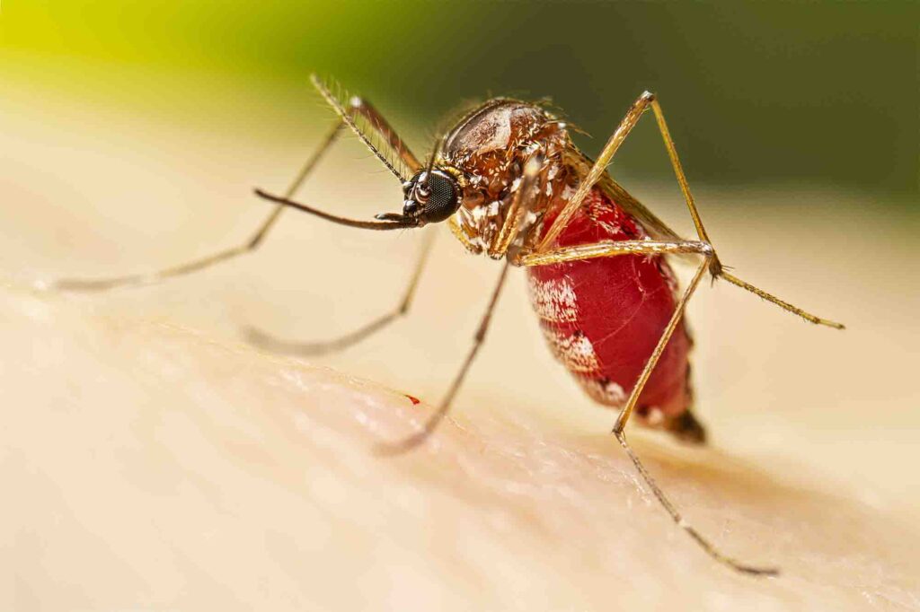 Aedes aegypti mosquito. Image credit: Lauren Bishop. Source: https://phil.cdc.gov/Details.aspx?pid=26049