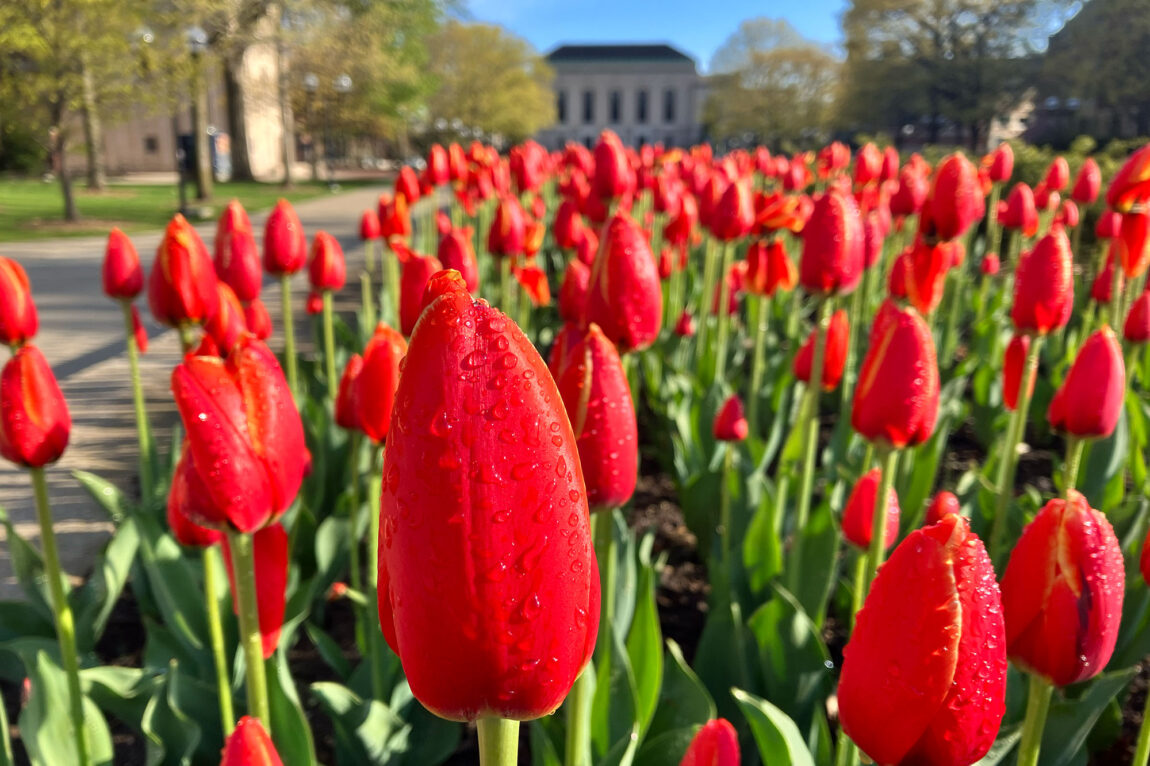 Photo of tulips after watering.