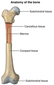 Image of a bone with tissue identifiers.
