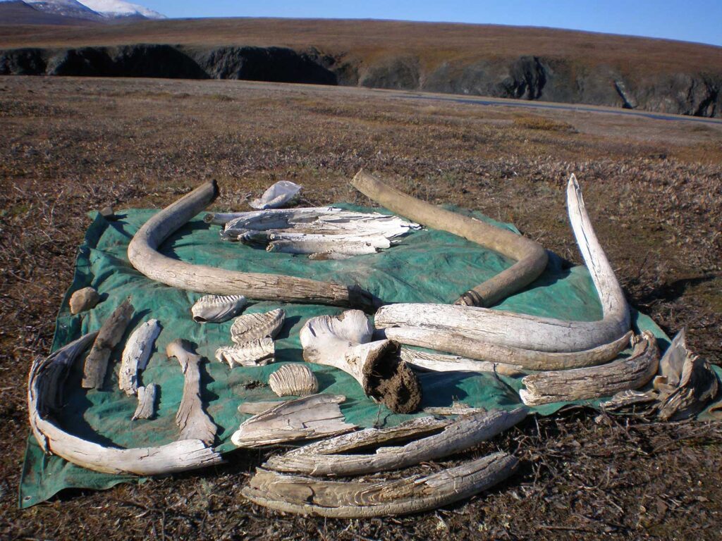 Field photo of woolly mammoth tusks, teeth and assorted bones collected on Wrangel Island by co-authors (and others) of the new Nature study. These specimens were not used in the study. They were found at least partly exposed while prospecting along river channels and banks. Image credit: Alexei Tikhonov