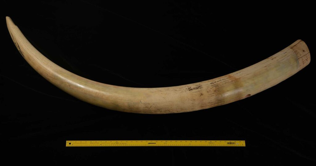 The African elephant tusk analyzed in the University of Michigan-led testosterone study. The bull elephant was 30 to 40 years old when it was killed by a hunter in Botswana in 1963. Image credit: Adam Rountrey