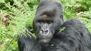 Segasira lost his mother and father before the age of 4 but has recently established himself as the leader of a group at the young age of 17. Image credit: Dian Fossey Gorilla Fund