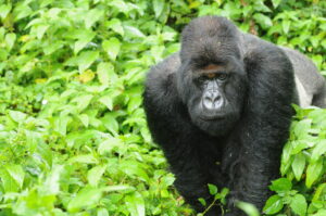 Despite losing his father, brother and mother before the age of 4, Titus became a remarkable leader, retaining his dominant status for two decades. Image credit: Dian Fossey Gorilla Fund