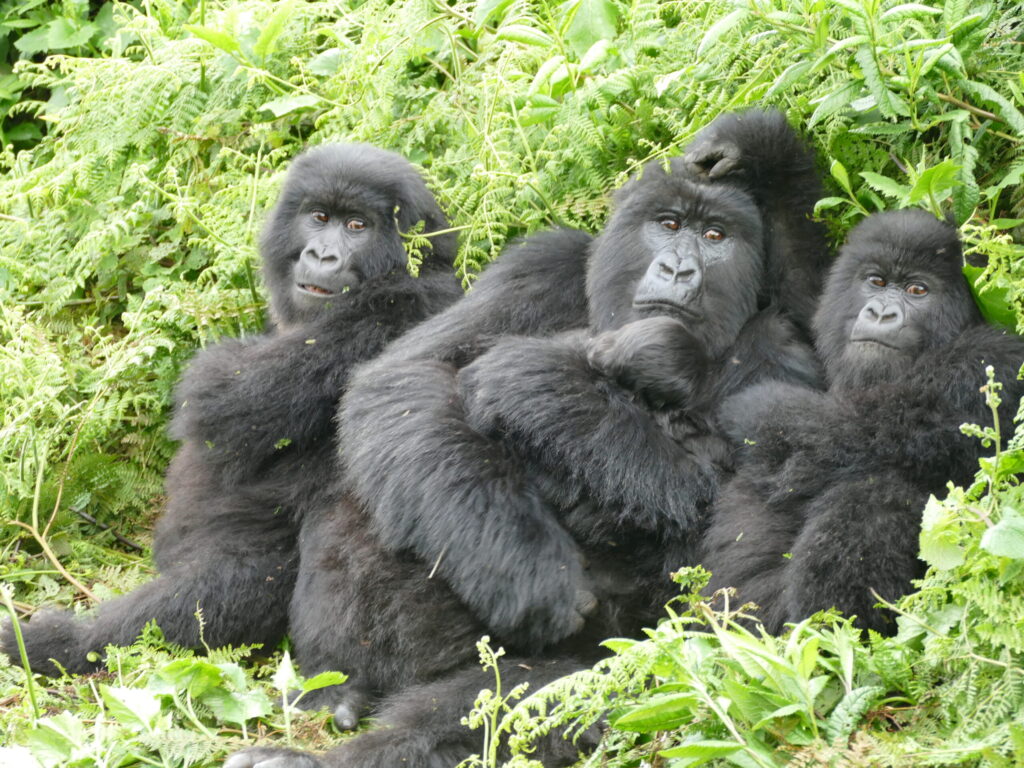 Experienced the loss of her mother and father and the disintegration of her family group before the age of 5.  Now 20, she has become a successful mother, raising three offspring. Image credit: Dian Fossey Gorilla Fund