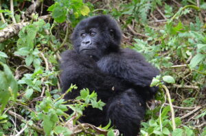 Using the Dian Fossey Gorilla Fund’s 55-year database, researchers found that gorillas who experienced early adversities -- such as parental death or instability in their social group -- but survived until the age of 6 did not suffer long-term consequences in adulthood, in contrast to what has been observed in other species. Image credit: Dian Fossey Gorilla Fund