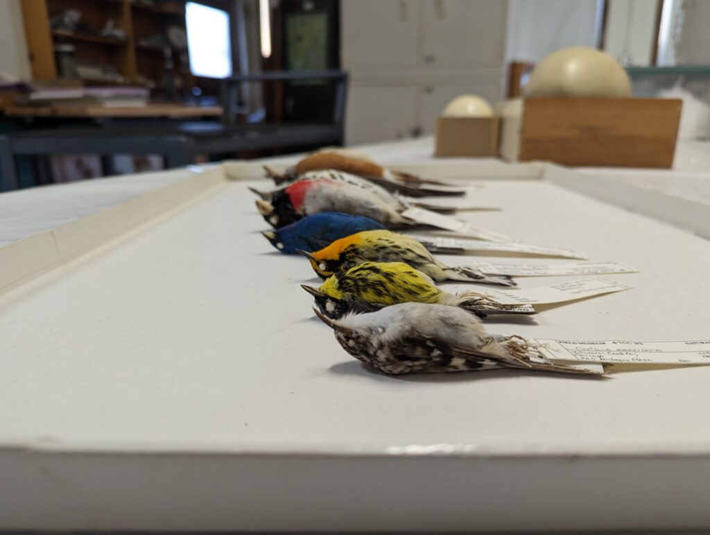 Birds across the Americas are getting smaller and longer-winged as the world warms, and the smallest-bodied species are changing the fastest, according to a new University of Michigan-led study published in Proceedings of the National Academy of Sciences. The new study combines data from two previously published papers that measured body-size and wing-length changes in a total of more than 86,000 bird specimens over four decades in North and South America. The North American study was conducted by the Field Museum in Chicago. From the side, this photograph shows birds from the Field Museum building-collision study. From front to back: brown creeper, magnolia warbler, Blackburnian warbler, indigo bunting, rose-breasted grosbeak, wood thrush, American robin, brown thrasher. Image credit: (c) Field Museum, Daryl Coldren.