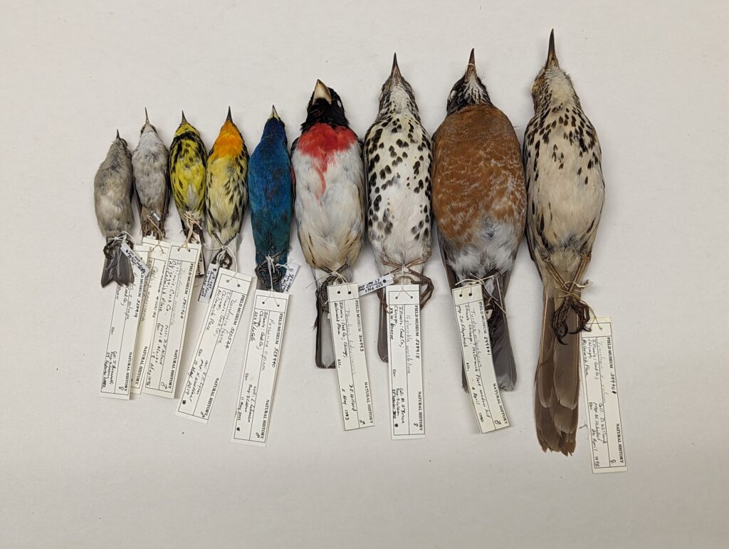 Birds across the Americas are getting smaller and longer-winged as the world warms, and the smallest-bodied species are changing the fastest, according to a new University of Michigan-led study published in Proceedings of the National Academy of Sciences.
The new study combines data from two previously published papers that measured body-size and wing-length changes in a total of more than 86,000 bird specimens over four decades in North and South America. The North American study was conducted by the Field Museum in Chicago.
From above, this photograph shows birds from the Field Museum building-collision study. From left to right: golden-crowned kinglet, brown creeper, magnolia warbler, Blackburnian warbler, indigo bunting, rose-breasted grosbeak, wood thrush, American robin, brown thrasher.
Image credit: (c) Field Museum, Daryl Coldren.