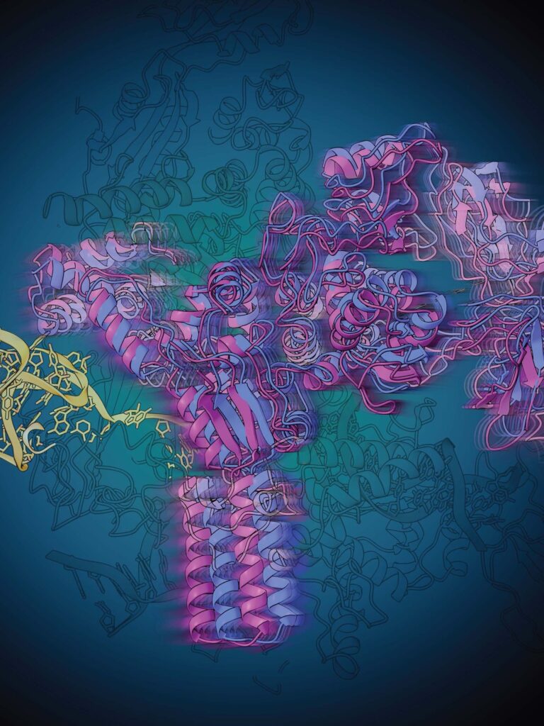 Riboswitches, small stretches of RNA that regulate a process necessary for the production of proteins by the bacterial cell, are a promising target for new and improved antibiotics. Now researchers at the University of Michigan's Department of Chemistry and the Life Sciences Institute revealed through a powerful imaging approach how a particular riboswitch regulates its own synthesis. Image credit: Rajani Arora, Life Sciences Institute