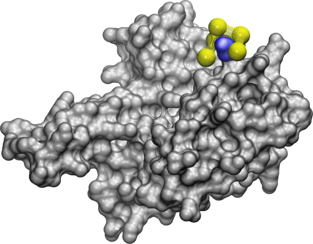 The new computer model, NeCLAS, predicts that a nanoparticle, shown as a set of yellow balls attached by netting, fits neatly around a very specific protrusion on a protein, marked in blue. The binding site is confirmed by experiments. These kinds of nanoparticles, called molecular tweezers, can be used to throw a wrench into the workings of pathogens and toxic protein aggregations. Image credit: Paolo Elvati, Violi Lab