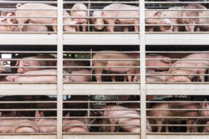 Pigs in cages are stacked atop one another.