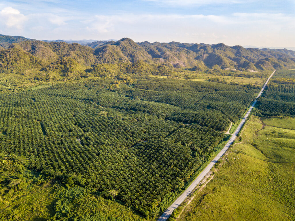 Palm Oil Plantation in Guatemala. Image credit: iStock