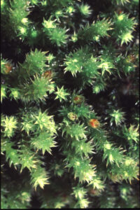A blanket of moss