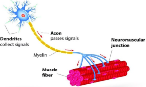 Graphic depicting nerve-to-muscle communication.