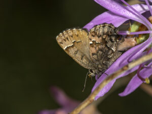 A bog elfin butterfly on a purple flower.