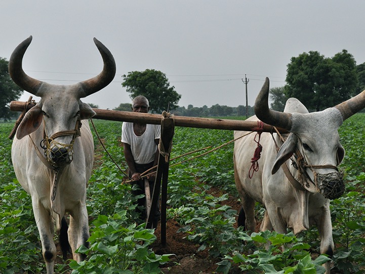 A farmer plows his irrigated cotton field in Gujarat, India. Image credit: Meha Jain, University of Michigan.