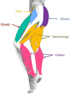 A graphic representation of the lower body and its mucle groups