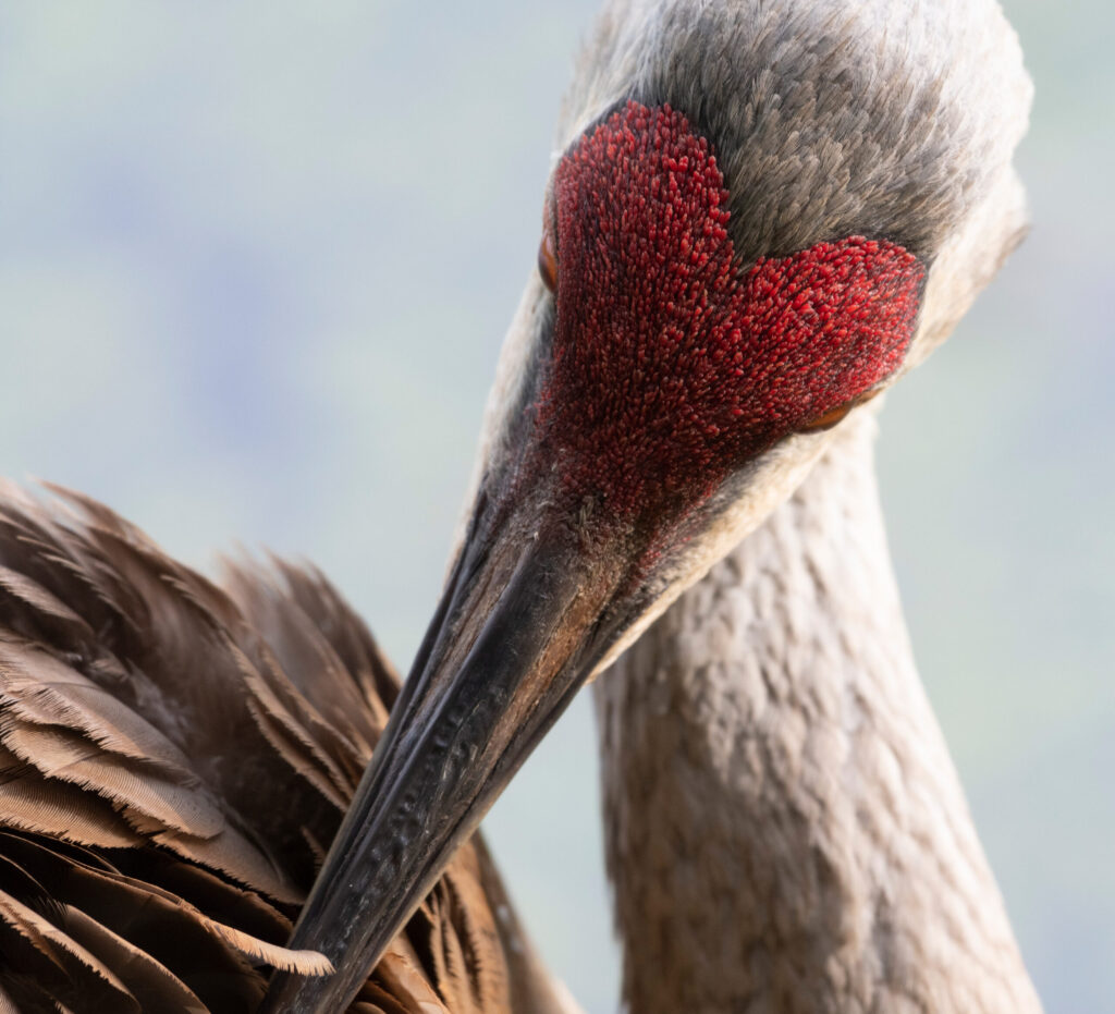 A photo gallery featuring various birds photographed by Jocelyn Anderson.