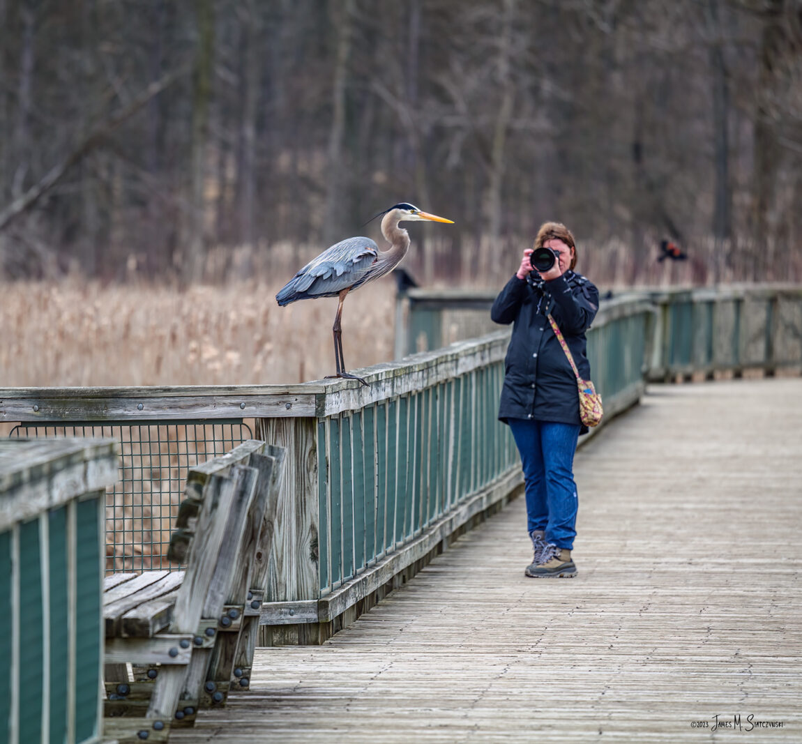 A picture of a woman taking a photograph of a great blue heron