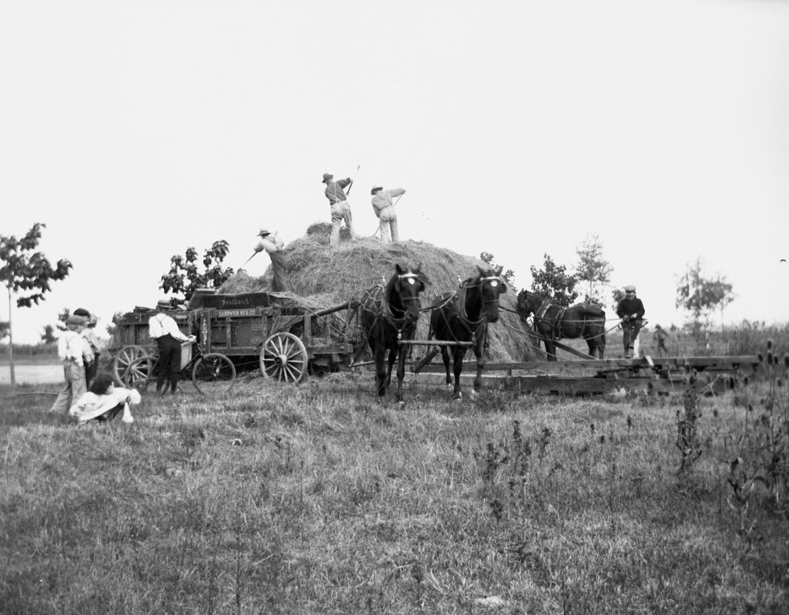 An old photo of farmers pitching hay.