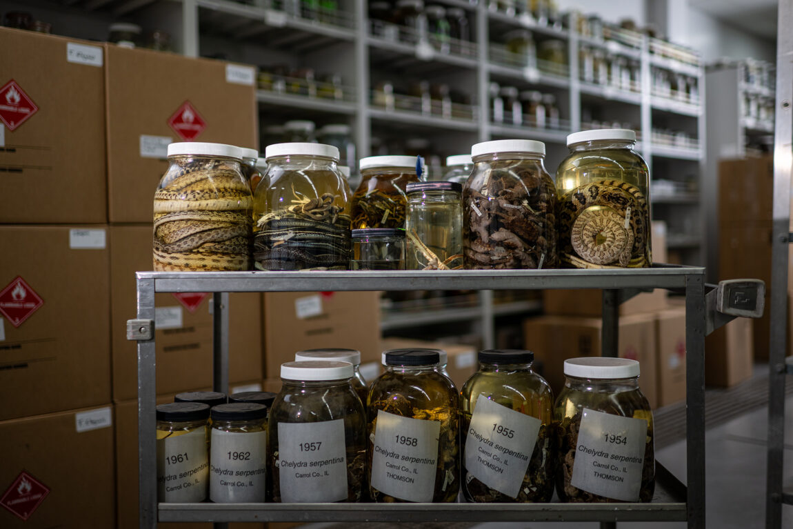A photo of snakes preserved in jars.