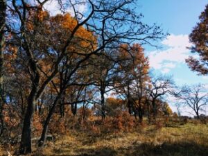 An oak savanna that resulted from decades of prescribed burning at the Cedar Creek Ecosystem Science Reserve in East Bethel, Minnesota. Data from Cedar Creek was used in the new carbon-storage study. Image credit: Caitlin Potter.
