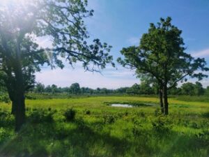 An oak savanna that resulted from decades of prescribed burning at the Cedar Creek Ecosystem Science Reserve in East Bethel, Minnesota. Data from Cedar Creek was used in the new carbon-storage study. Image credit: Caitlin Potter.