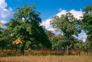 An oak savanna that resulted from decades of prescribed burning at the Cedar Creek Ecosystem Science Reserve in East Bethel, Minnesota. Data from Cedar Creek was used in the new carbon-storage study. Image credit: David Peterson.
