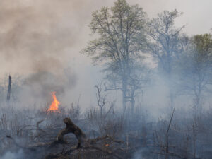 A prescribed fire in oak savanna at Cedar Creek Ecosystem Science Reserve in East Bethel, Minnesota. Data from Cedar Creek was used in the new carbon-storage study. Image credit: Frank Meuschke.