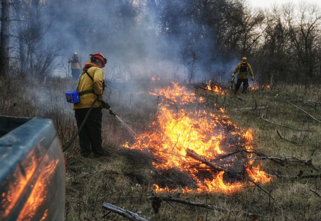 A prescribed fire in oak savanna at Cedar Creek Ecosystem Science Reserve in East Bethel, Minnesota. Data from Cedar Creek was used in the new carbon-storage study. Image credit: Peter Wragg.