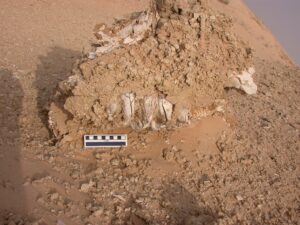 The jaw and tooth of a Stegotetrabelodon emiratus in situ before excavation. Image courtesy: Bill Sanders