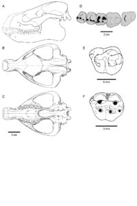The diagram shows the skull of a Phosphatherium, one of the earliest proboscideans. Phosphatherium lived 56 million years ago. Image courtesy: Bill Sanders