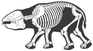 More than 6 feet tall and 4,500 pounds, Barytherium emerged in the Oligocene about 25 to 30 million years ago as the first proboscidean of immense size. Image courtesy: Bill Sanders