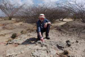 Bill Sanders on top of the KBS tuff at Ileret, Kenya. Tuffaceous deposits at sites in the greater Turkana Basin make it possible to accurately date elephant fossils using potassium-argon or argon-argon dating methods, to assess the pace of evolutionary change over time. Image courtesy: Bill Sanders