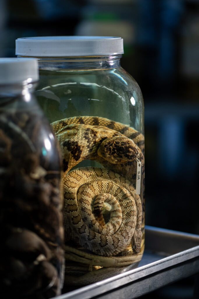 Two rattlesnakes from Oregon coiled inside an alcohol-filled jar at the University of Michigan Research Museums Center. The vast majority of the newly acquired specimens belong to two groups of snakes (garter snakes and water snakes) and two groups of salamanders (woodland salamanders and dusky salamanders). Image credit: Eric Bronson, Michigan Photography.