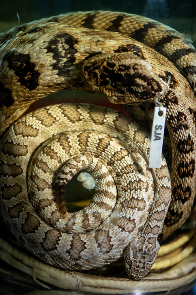 Two coiled rattlesnakes from Oregon preserved in alcohol in a glass jar. The 45,000 or so reptile and amphibian specimens recently acquired from Oregon State University represent the lifetime work of two recently retired professors there, Stevan Arnold and Lynne Houck. Image credit: Eric Bronson, Michigan Photography.