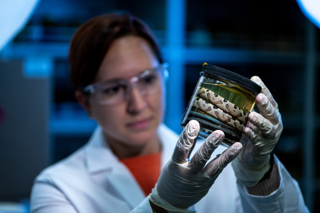 U-M graduate student Hayley Crowell examines a jar containing a copperhead snake from North Carolina and a garter snake. These snakes are preserved in alcohol and are two of the roughly 45,000 reptile and amphibian specimens the U-M Museum of Zoology acquired recently from Oregon State University. Image credit: Eric Bronson, Michigan Photography.